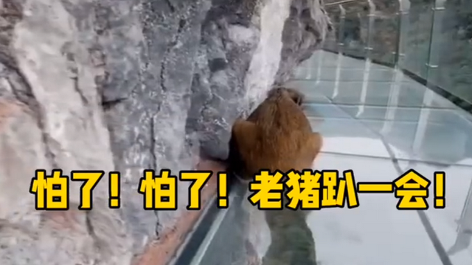 萌！小野猪闯进网红玻璃栈道后秒怂