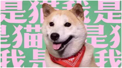 “小柴迷”是谁？